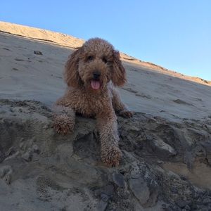 Meet your Posher, Samara